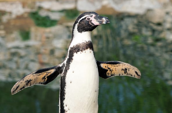 Humboldt penguin