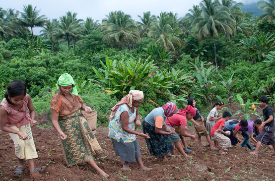 Women planting upland rice