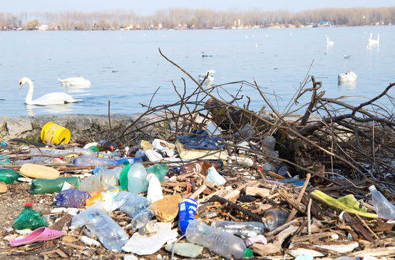 Plastic waste on the banks of the Danube and swans on the water