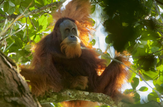 Tapanuli orangutan
