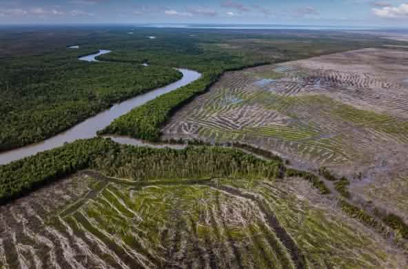 Aerial photo showing forest to the left of a river and clear-cutting to the right