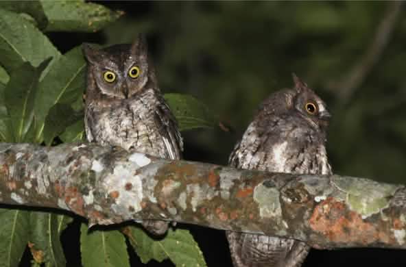 Two owls sitting on a branch