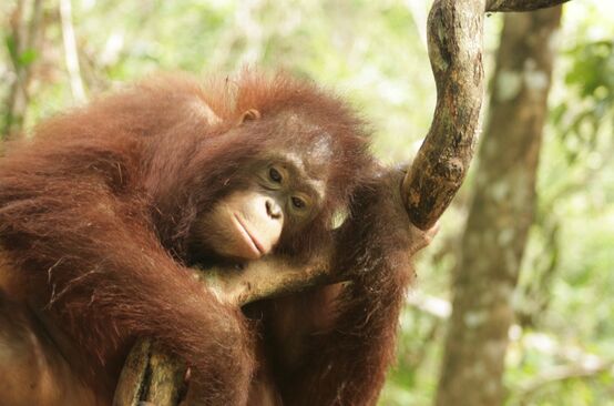 Orangutan in Central Kalimantan, Borneo