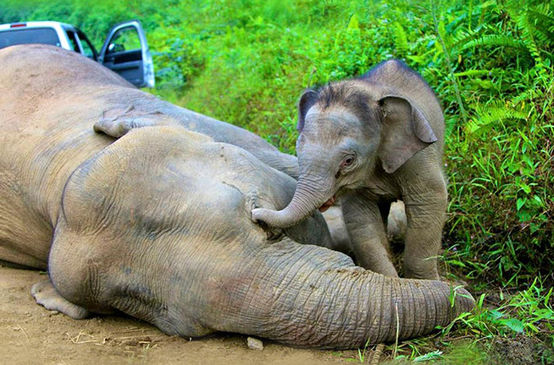 A baby elephant standing over the body of its dead mother, touching her head with its trunk