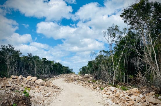 Path cut into the rainforest for the Tren Maya railroad line