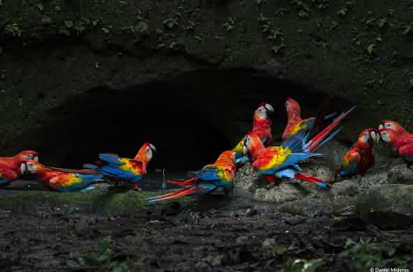 A group of colorful macaws eats mineral-rich clay