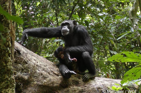 Chimpanzees in Sapo National Park