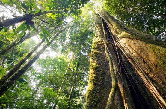 Amazon rainforest