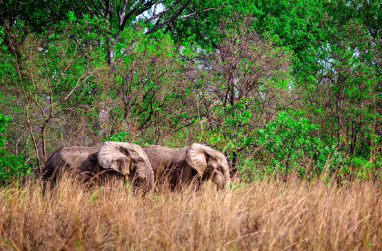 Two African elephants in Mole National Park, Ghana