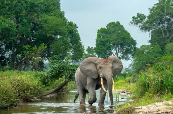Forest elephant in Africa