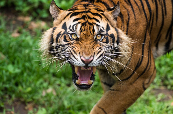 Sumatran tiger