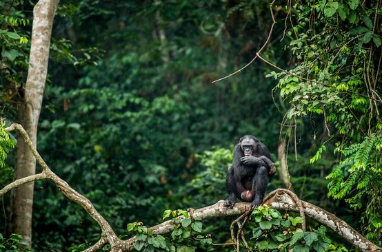 Bonobo in the forest, DR Congo
