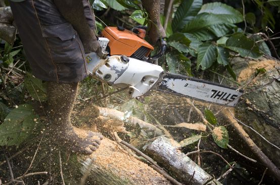 A logger with a Stihl chainsaw