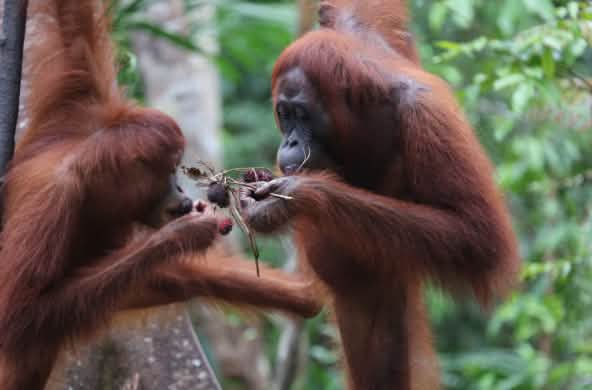 2 orangutans eating fruit