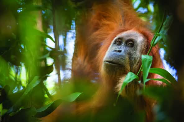 Tapanuli orangutan