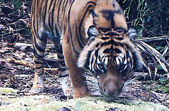 Camera trap image of Sumatran tiger