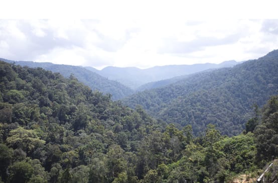 View of the rainforest from above