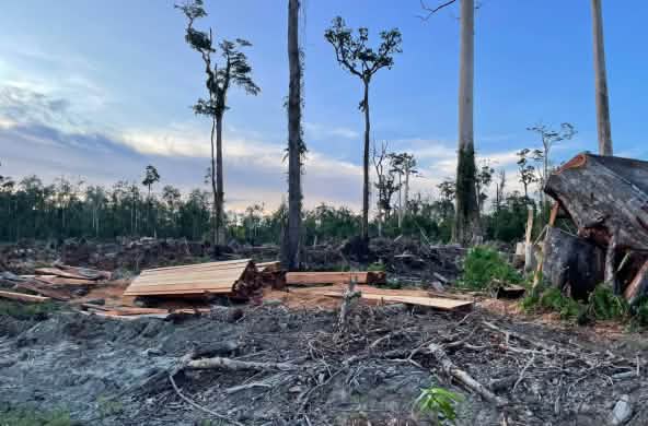 Sawn timber on clear-cut in peatland and five tall trees without branches