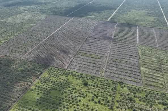 Aerial photo of new plantations