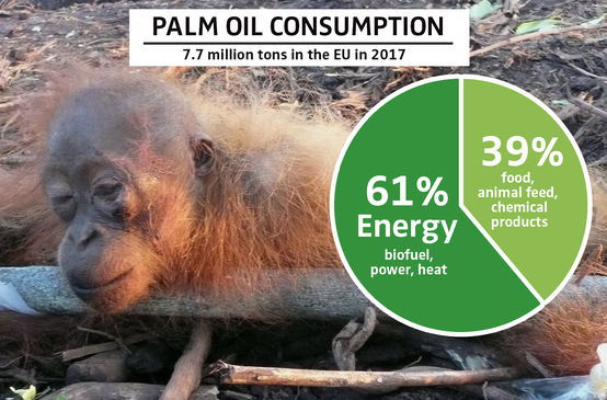 PALM OIL CONSUMPTION 2017