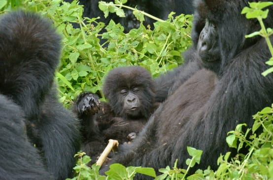 Gorillas in Virunga National Park