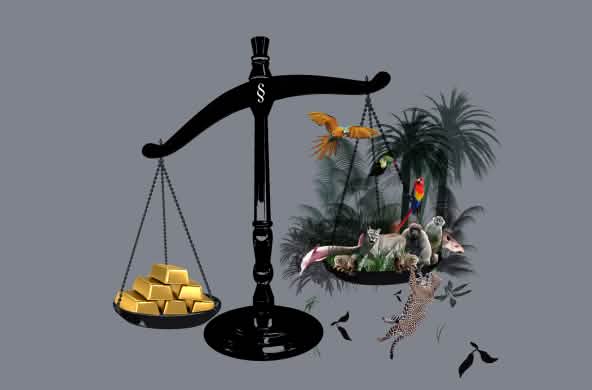 Gold and the rainforest hanging in the balance