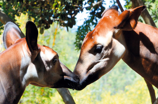 Okapis