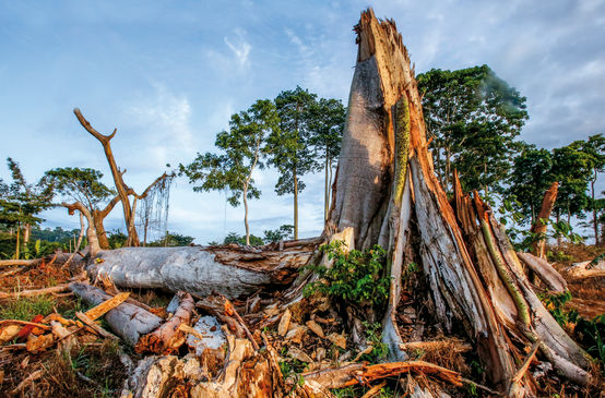 Deforestation