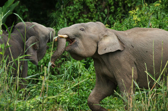 Two pygmy elephants in Sabah