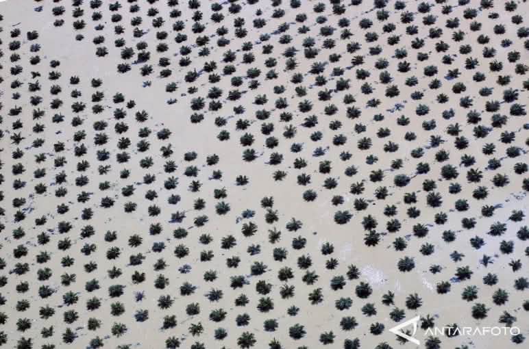 Aerial view of a flooded oil palm plantation on Sumatra
