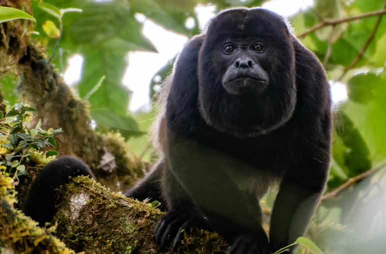 A howler monkey looks down at the observer from a tree branch