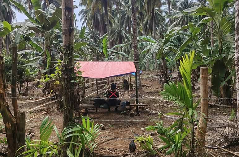 A canopy among the coconut palms with a person sitting beneath it, their back to the camera