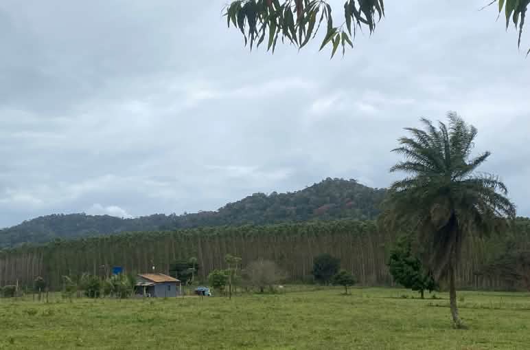 A wooden hut in the foreground on grazing land, behind it a eucalyptus plantation