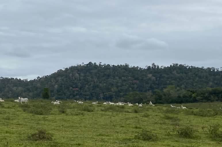 Cattle herd grazing with rainforest in the background