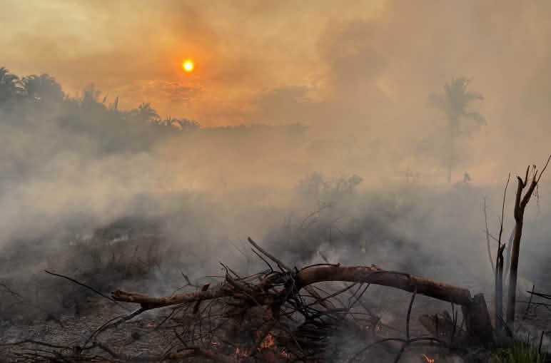 A fallen, charred tree in a smoke-shrouded area of the rainforest