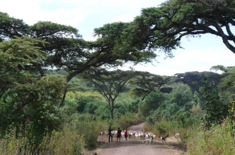 Maasai with a herd of goats on a trail through a forest