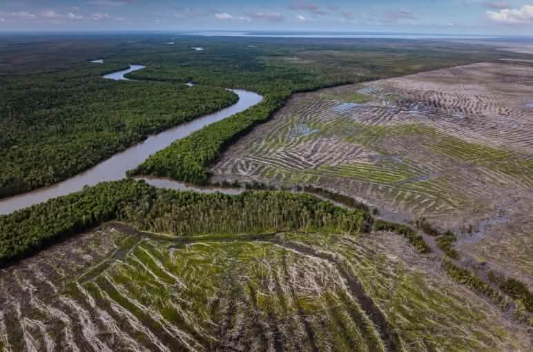 Aerial view of a vast clear-cut area