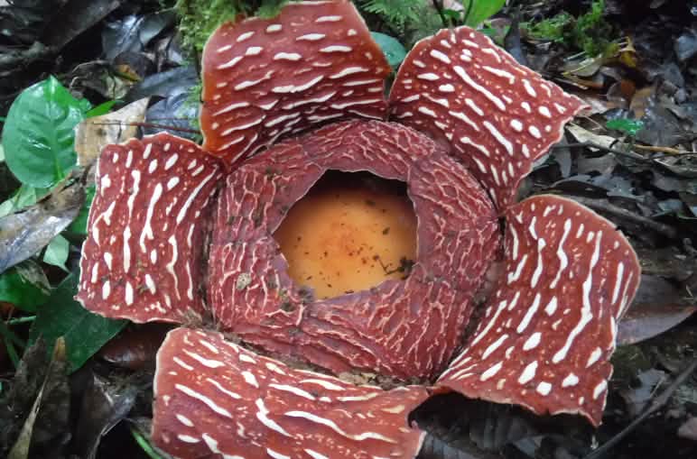 Rafflesia flower
