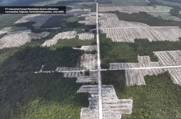 Aeral view of clear-cutting