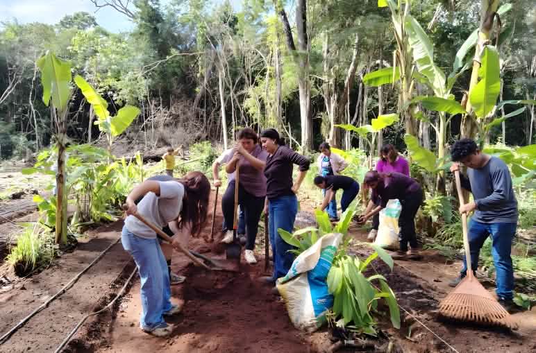 A group of people is preparing the soil in the rainforest for planting fruit trees