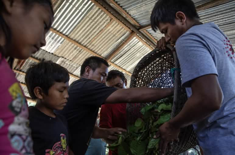 Several people pour plant material from a basket