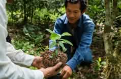 Afforestation in the rainforest