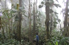 A person among the trunks overgrown with mosses and epiphytes in a misty mountain rainforest