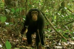 Chimpanzee in Grebo-Krahn National Park, Liberia
