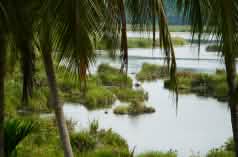 Paya-Nie ecosystem, Sumatra