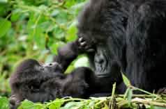 A gorilla mother and her infant