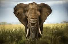 An African elephant