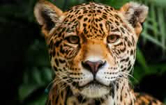 Jaguar in Indio Maiz Biosphere Reserve