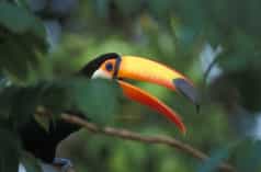 A giant toucan sitting on a branch in the rainforest