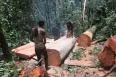 Three loggers sawing a freshly felled tree